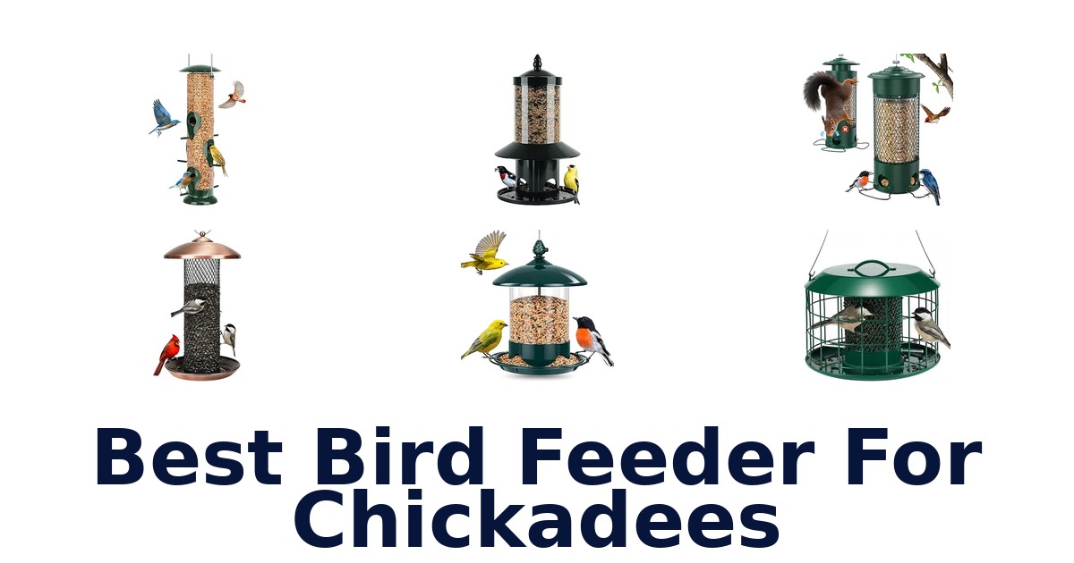 Best Bird Feeder For Chickadees