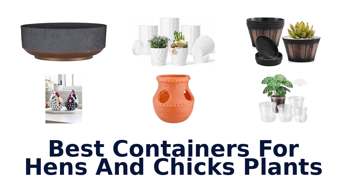 Best Containers For Hens And Chicks Plants
