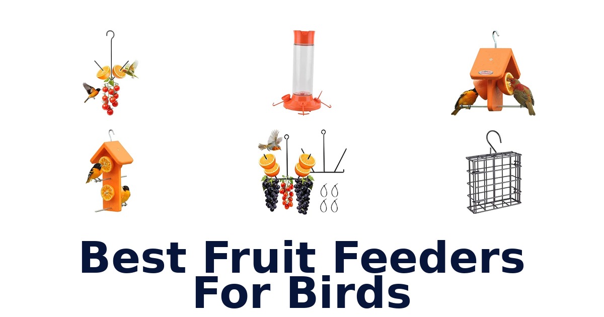 Best Fruit Feeders For Birds