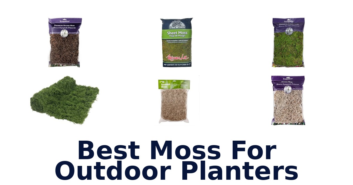 Best Moss For Outdoor Planters