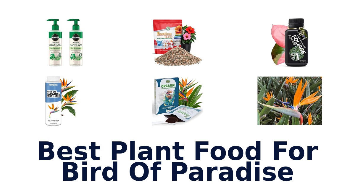 Best Plant Food For Bird Of Paradise