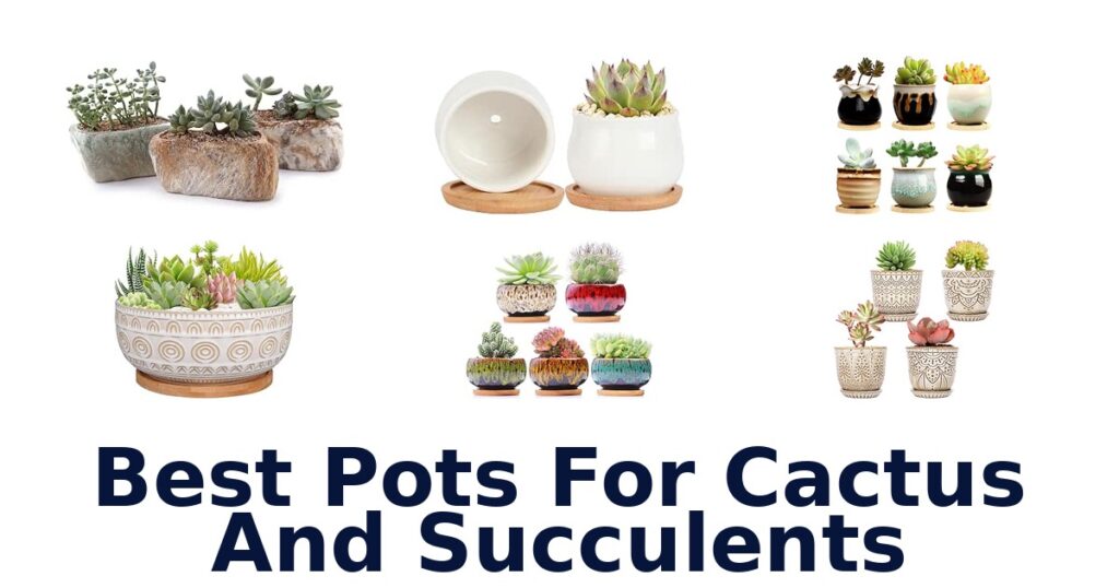 Best Pots For Cactus And Succulents