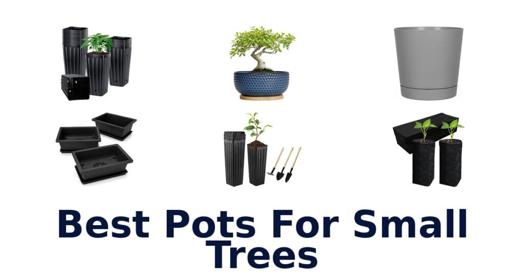 Best Pots For Small Trees