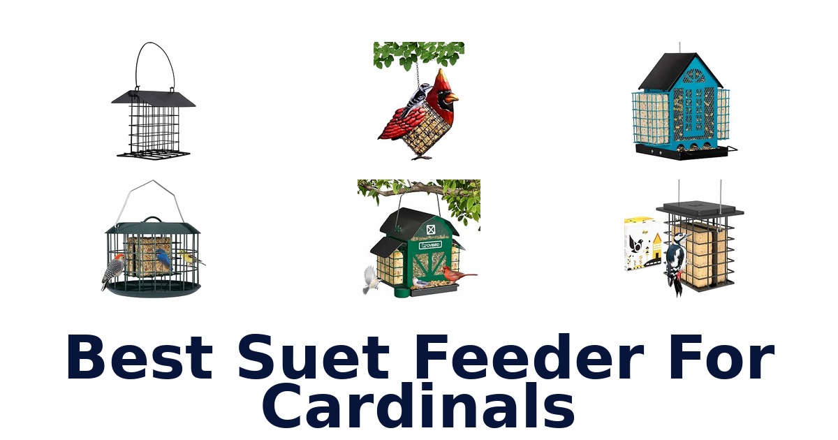 Best Suet Feeder For Cardinals