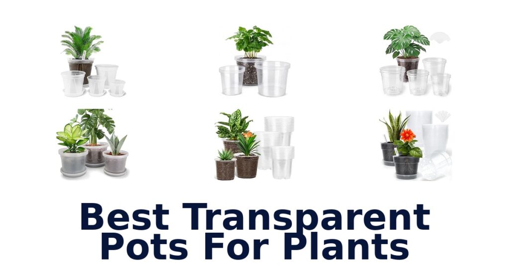 Best Transparent Pots For Plants