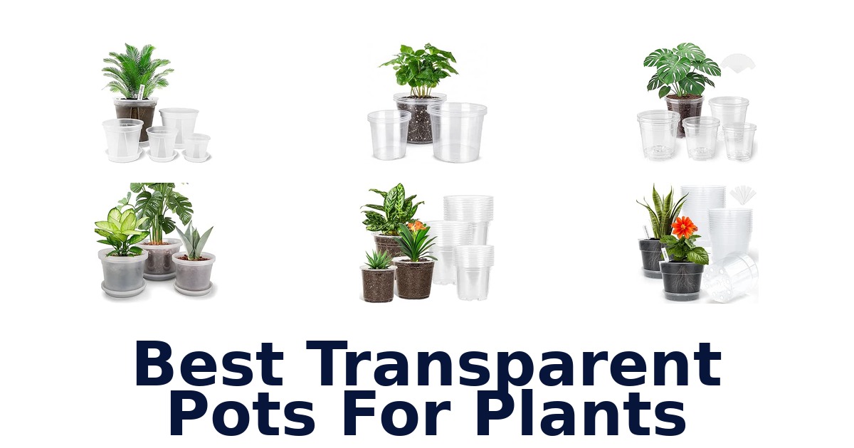 Best Transparent Pots For Plants