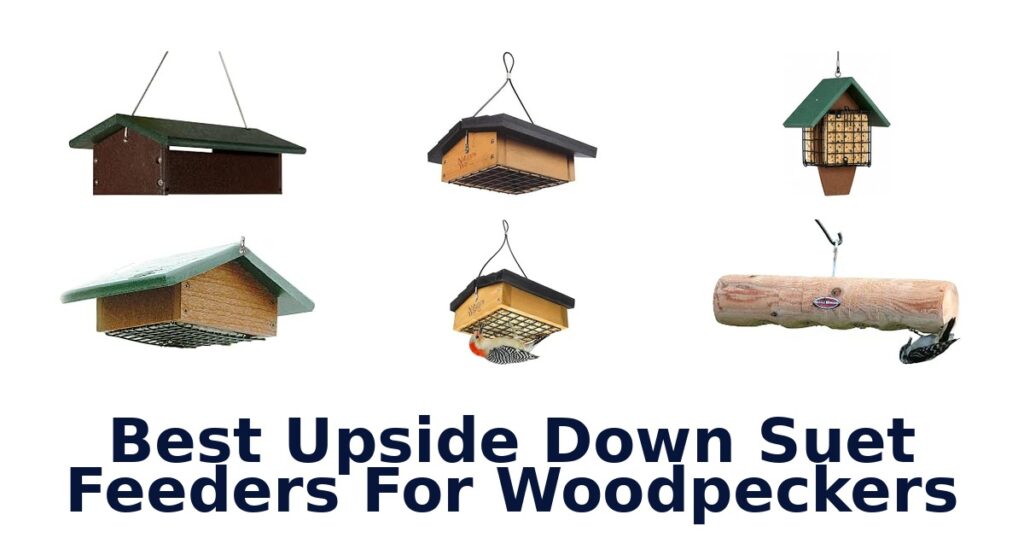 Best Upside Down Suet Feeders For Woodpeckers