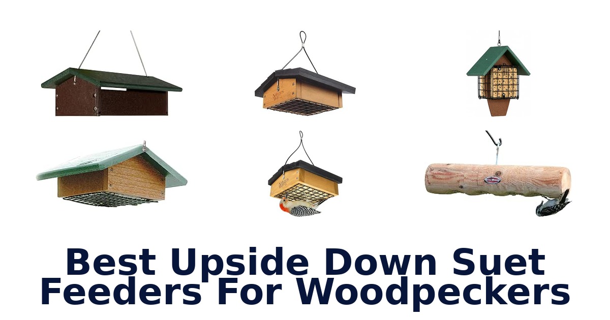 Best Upside Down Suet Feeders For Woodpeckers